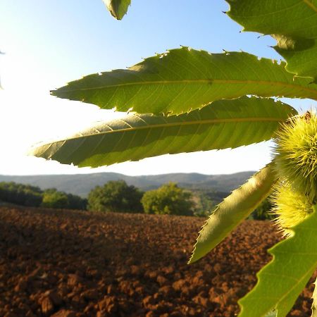 Agriristoro Podere S. Andrea Масса-Мариттима Экстерьер фото