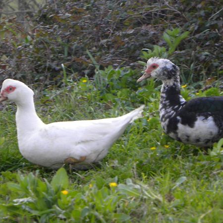 Agriristoro Podere S. Andrea Масса-Мариттима Экстерьер фото