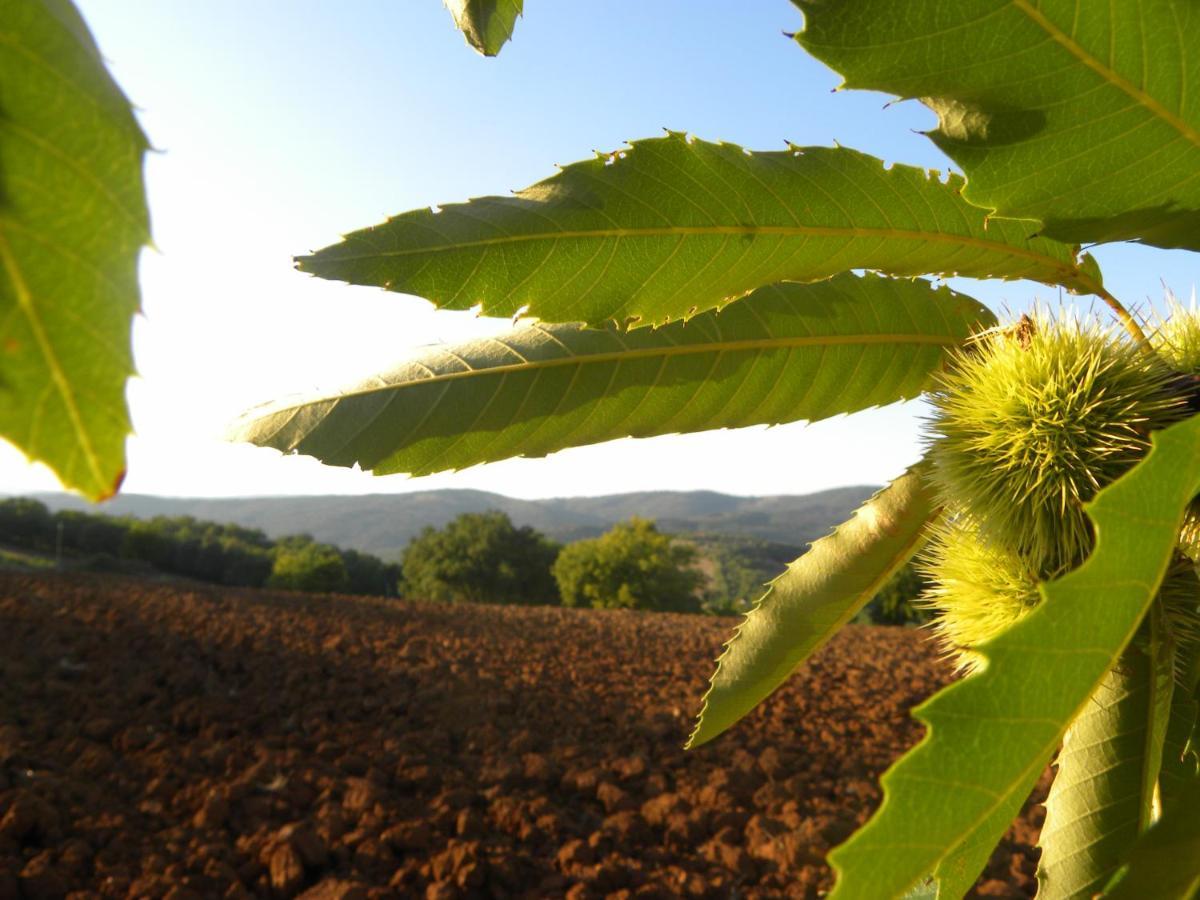 Agriristoro Podere S. Andrea Масса-Мариттима Экстерьер фото